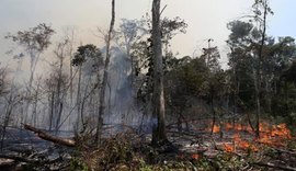 Conselho anuncia operação em áreas protegidas da Amazônia Legal