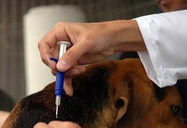 Chipagem atende mais de 200 animais do Pinheiro, Bebedouro e Mutange