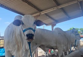 Confira a programação desta segunda-feira (25) na 71ª edição da Expoagro/AL