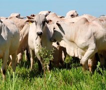 Seagri abre inscrições para nova turma de inseminação artificial no Sertão