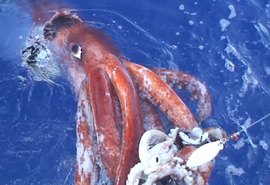 Estudo revela que polvos gigantes foram superpredadores dos oceanos há 100 milhões de anos