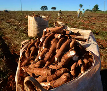 Clima desfavorável afeta comercialização de mandioca