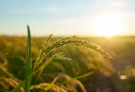 Silício ganha espaço na agricultura como aliado estratégico contra adversidades climáticas