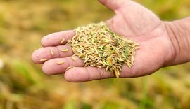Seagri fortalece produção do arroz com Dia de Campo em Igreja Nova