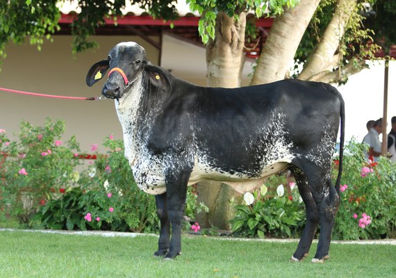 Leilão Mais Leite é destaque em valorização animal