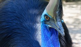 Pássaro mais perigoso do mundo foi domesticado por humanos há 18 mil anos