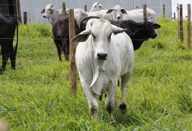 1º Leilão Brahman e Nelore disponibiliza lotes para atender necessidade dos produtores