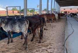 Confira a programação da 72ª Expoagro Alagoas para este final de semana