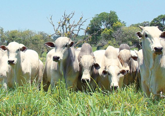 Mais Pasto realiza ações no interior do Estado na próxima semana