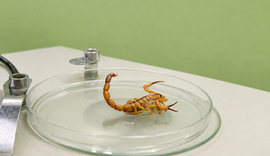 Foi picado por escorpião? Saiba qual unidade de saúde procurar em Alagoas