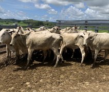 Alagoas conquista status de zona livre de febre aftosa sem vacinação