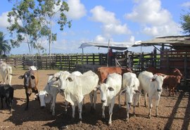 Mais Pecuária Brasil inicia melhoramento genético do gado em Penedo