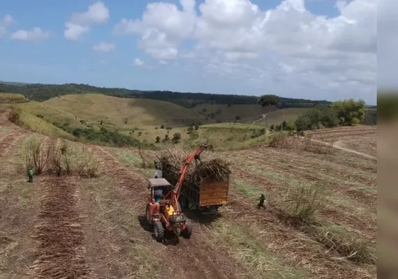 Safra 25/26 tem mais de 7,9 milhões de toneladas de cana processadas