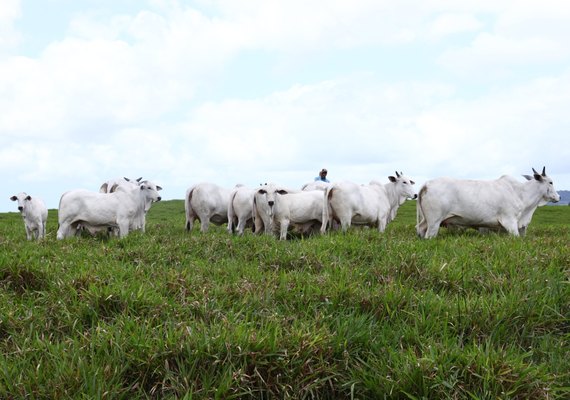 Nelore Positivo tem a prateleira ampla para a pecuária