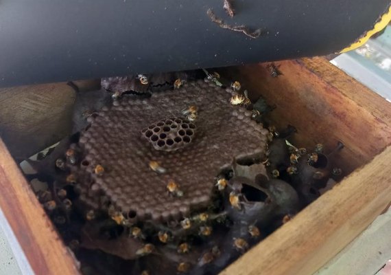 Uniprópolis investe na criação de abelhas uruçus com guardiões para reprodução de colônias