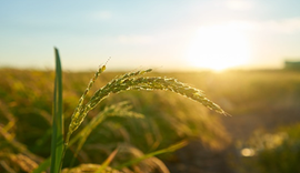 Silício ganha espaço na agricultura como aliado estratégico contra adversidades climáticas
