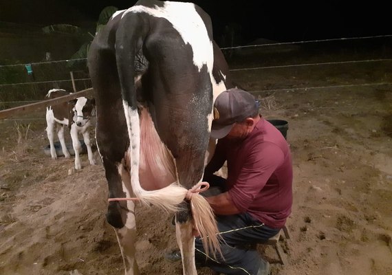 Começa o torneio leiteiro de Pilões, em Batalha