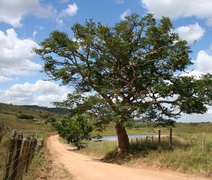 Pesquisa da Uneal fará sequenciamento genômico de variedades da espécie Arapiraca