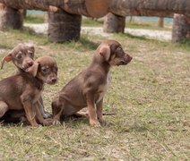 Gabinete da Causa Animal realiza Feira de Adoção nesse domingo (06)