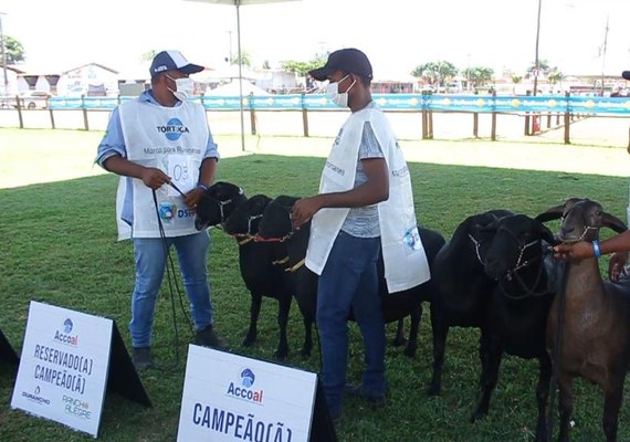 72ª Expoagro Alagoas recebe exposição nacional de ovinos Santa Inês