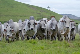 18º Leilão Nelore Positivo acontece nesta terça (25) na 72ª Expoagro Alagoas