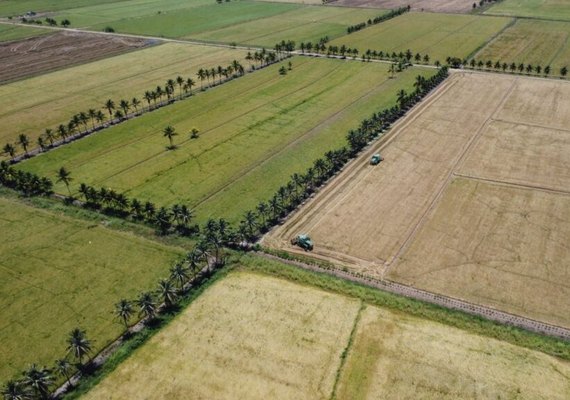 Arroz ganha força em AL e vira opção para entressafra da cana