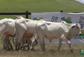 Promovido pelo agro CPMF, Leilão Nelore Positivo ocorre nesta terça (26) na Expoagro/AL