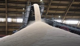 Produção acumulada de açúcar chega a 884 mil toneladas