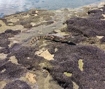 VÍDEO: jacaré é avistado nos arrecifes da Praia do Saco e chama atenção de banhistas e pescadores