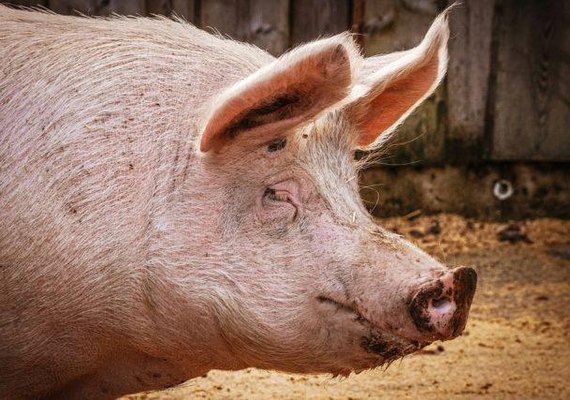 Vacinação contra peste suína clássica segue até dia 30 de abril