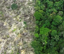 Em 40 anos, Amazônia perdeu área de vegetação do tamanho da França