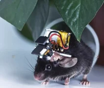 China desenvolve o menor monitor cerebral do mundo