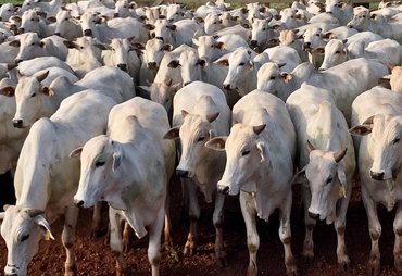 Exportações de carne bovina batem recorde para março