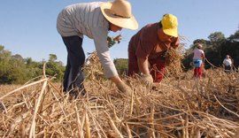 Conab e Sebrae firmam parceria para fortalecer pequenos agronegócios