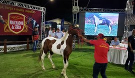 Expoagro/AL contará com Shopping Raça Mangalarga