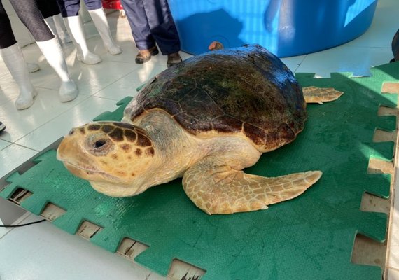 VÍDEO: tartaruga marinha é solta em Guaxuma após reabilitação de três meses em Alagoas
