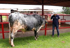 7º Leilão Genética de Berço oferta pacote completo para produção leiteira