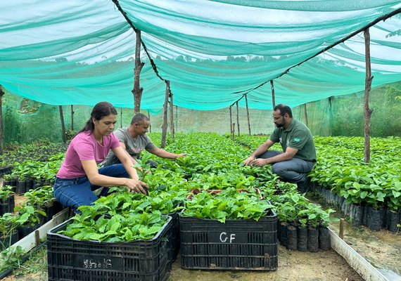 Alagoas terá primeira safra de café e impulsiona produção no interior