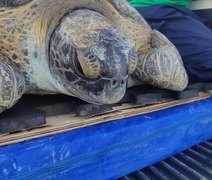 Tartaruga-verde resgatada em Alagoas é reabilitada e devolvida ao mar após meses de tratamento