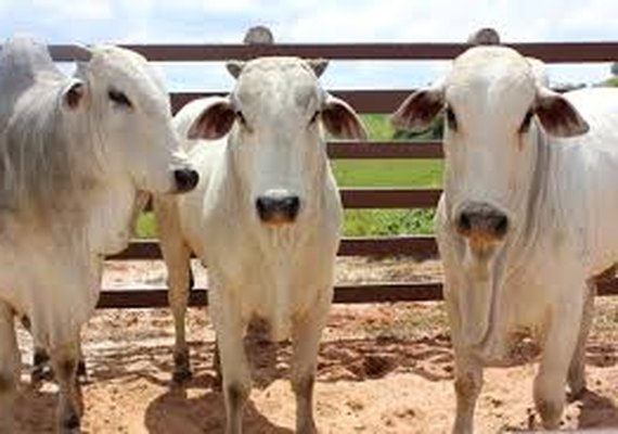 Expoagro se consolida como maior evento de agronegócios do Nordeste