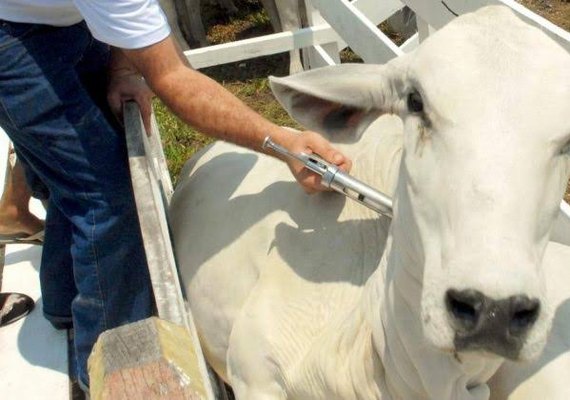 Comissão de agricultura debate fim da vacinação contra febre aftosa