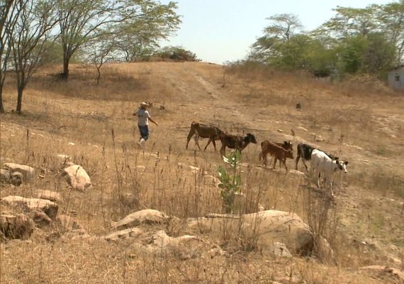 Agricultores familiares do Sertão vivem a “seca do chão rachado”