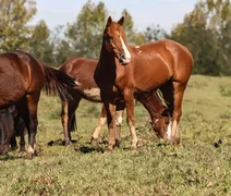 Após morte de cavalos, empresa admite composto tóxico em ração distribuída em Alagoas e outros estados