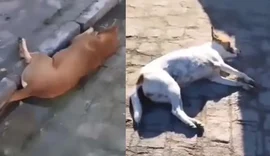 Mais de 30 animais são encontrados mortos em Ouro Branco