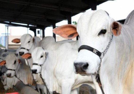 Expoalagoas Genética completa dez anos