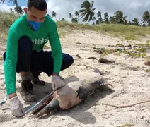 Carcaça de boto-cinza é encontrada na Praia do Francês