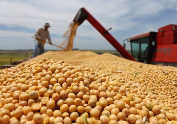 Safra 21/22: semeadura de soja tem calendário obrigatório no estado de Alagoas