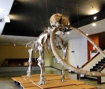 Dente fossilizado de mastodonte é encontrado na baía de São Francisco