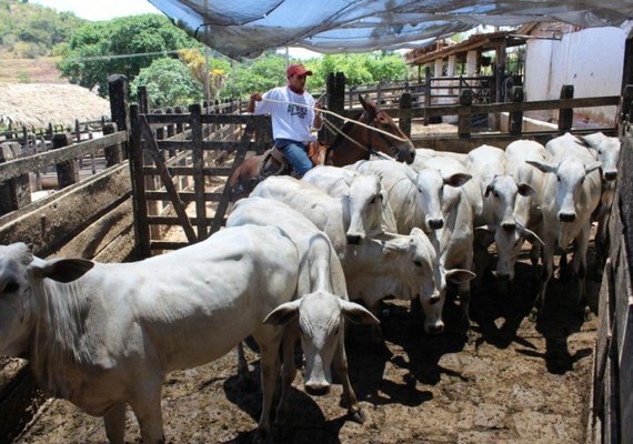 Febre Aftosa: Prazo para declarar vacinação encerra domingo