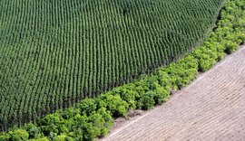 Afinal, o cultivo de eucalipto é mesmo prejudicial ao meio ambiente?    Fonte: Agência Senado